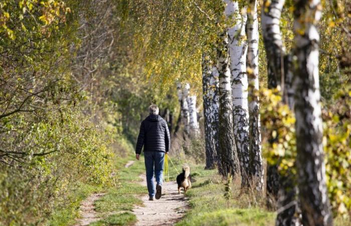 Hund in Berlin: Herrchen hat sich nicht im Griff – jetzt landet das Duo vor Gericht