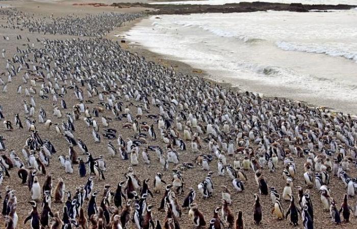 Der Tod von Magellan-Pinguinen, Opfer von „Tierquälerei“, fördert die Umweltgerechtigkeit in Argentinien