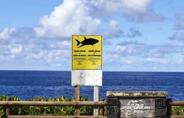 Wiedervereinigung. Das Auftauchen eines Hais führt mitten in einem Surfwettbewerb zu einer Evakuierung