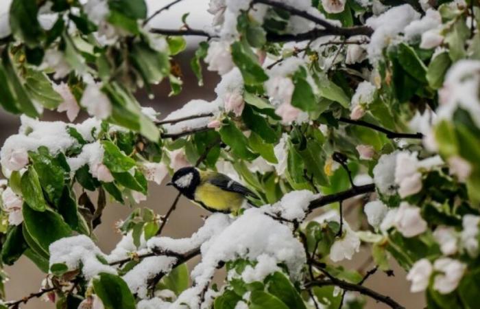 Schnee, Eis und Wind: 49 Departements in Alarmstufe Orange Donnerstag: Nachrichten