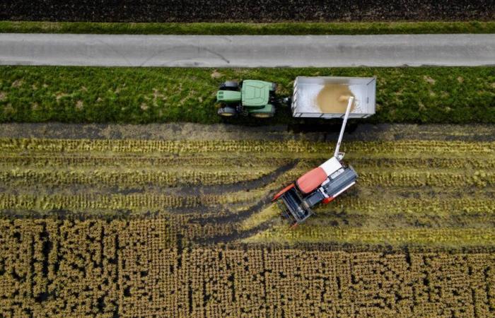 Lücken und Unzulänglichkeiten in der Verwaltung der Waadtländer Agrarsubventionen