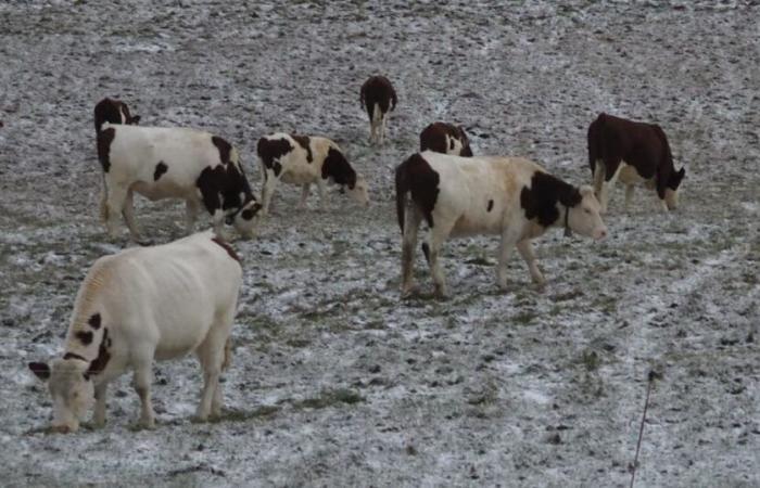 Lamoura. Im oberen Jura zeigte sich der Schnee zaghaft