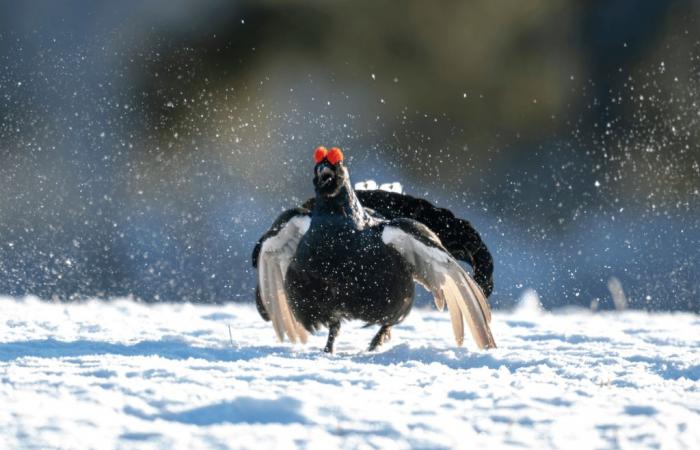 Hautes-Alpes: Einstellung der Jagd auf Galliformes