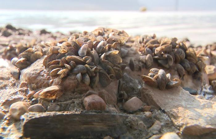 Aus diesem Jurasee tauchen wieder Muscheln auf