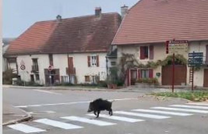 UNGEWÖHNLICH. Brav, wenn das Wildschwein das Dorf durchquert … auf dem Fußgängerüberweg