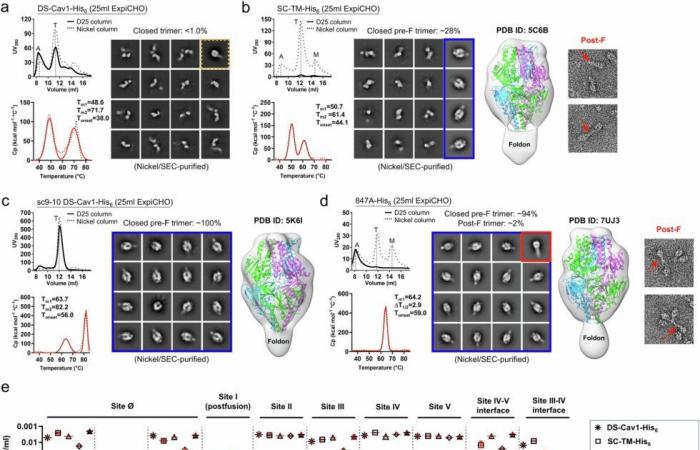 Wissenschaftler analysieren die Proteinstruktur des Virus, um RSV-Impfstoffe voranzutreiben