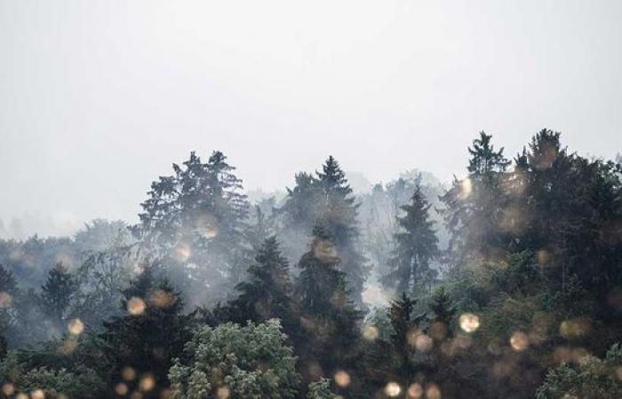 16-Tage-Wetter: Starten wir mit Nebel in die Vorweihnachtszeit?