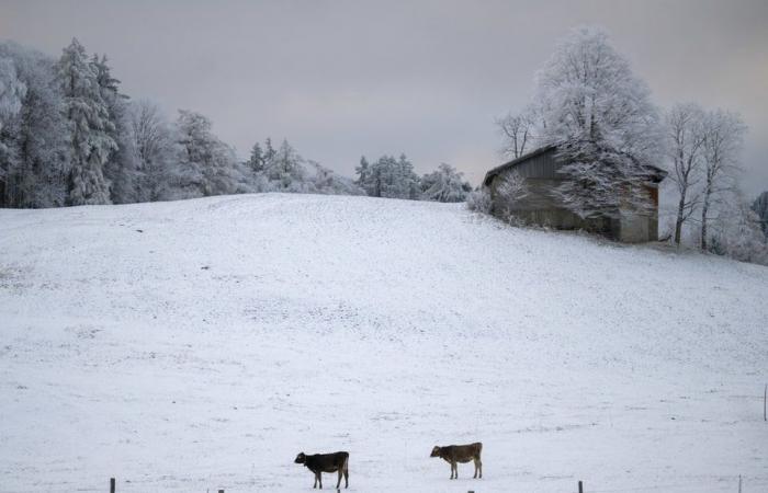 Kommt jetzt der grosse Schnee? – News