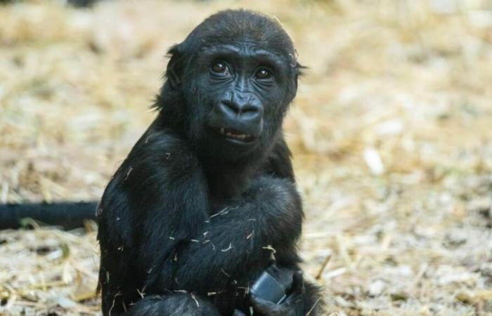 Gorillababy stirbt durch menschliches Versagen im Zoo von Calgary