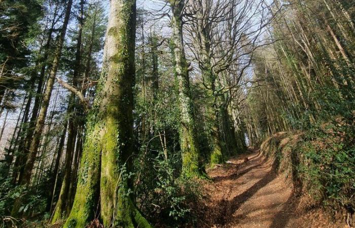 INFO LA DEPECHE. Verschwinden im Tarn: Eine Leiche wurde verkohlt in einem Wald gefunden … Ist es Yann, der seit dem 3. November gesucht wird?