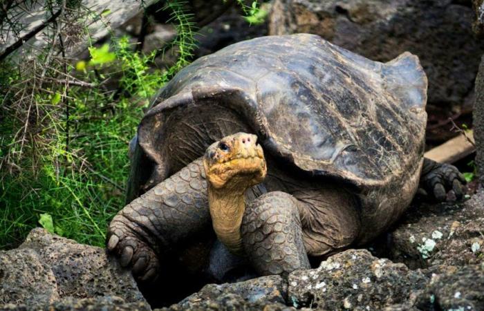 Vereinigtes Königreich Freiburg: Der Panzer verlangsamt die Entwicklung der Schildkröte