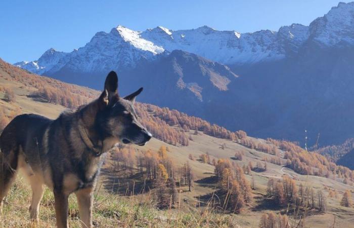 Die Herrin des von einem Wolfsspäher getöteten Hundes fordert eine Änderung der Regeln bei Probeschüssen