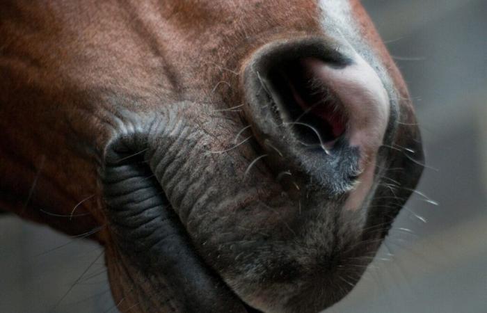 Der Leiter eines Reitzentrums in La Manche im Visier von Tierschutzvereinen