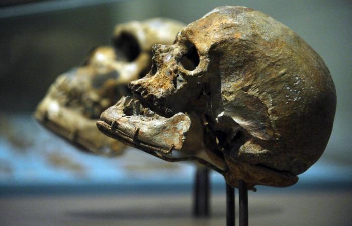 Unvermutete Kreuzungen zwischen Mitgliedern der Gattung „Homo“: Sapiens, Neandertaler, Denisova-Menschen