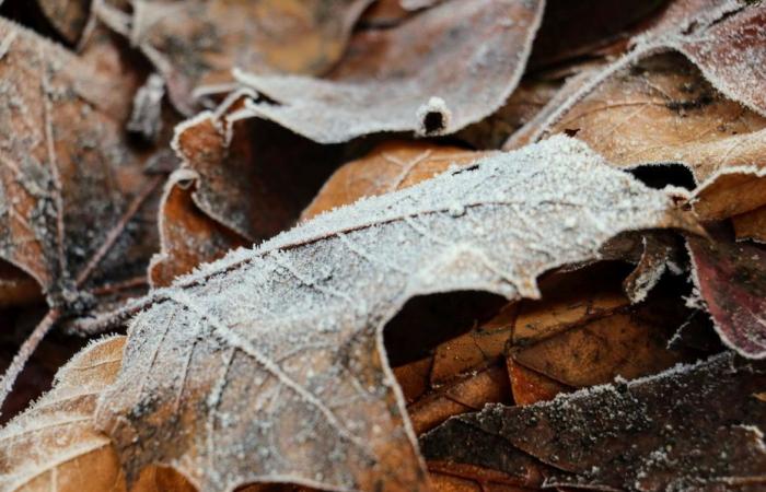 Wetterbericht. Wie ist das Wetter an diesem Mittwoch, den 20. November in Hauts-de-France?