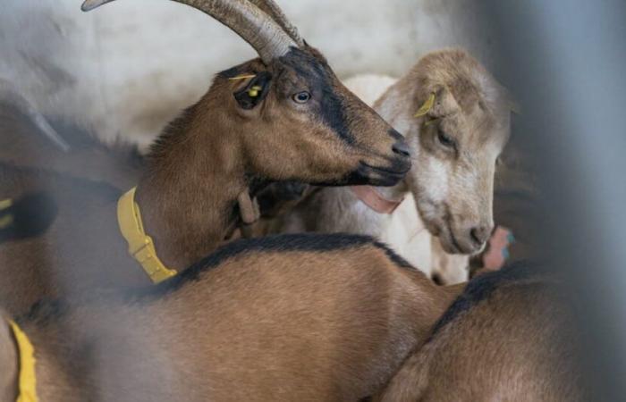 Haute-Savoie. 215 Ziegen bei Farmbrand getötet