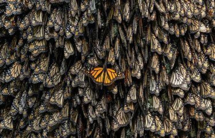 außergewöhnliche Fotos der wilden Natur enthüllt