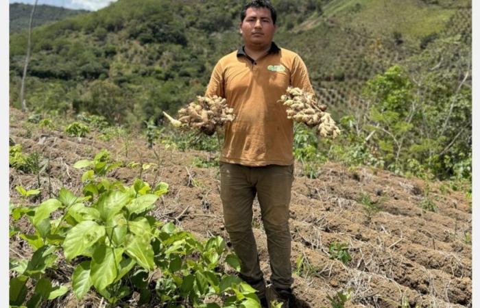 „Die lokale Nachfrage nach Ingwer steigt, da die Produzenten auf bessere Preise auf den Weltmärkten warten“