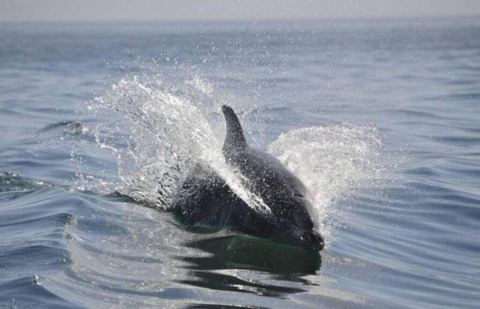 Wiedervereinigung. Neugeborener Delfin mit schlechtem Gesundheitszustand wird an Strand gespült und stirbt