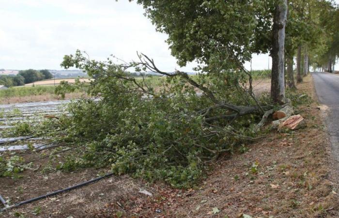 Sturm Caetano im Limousin: Diesen Donnerstag wurden umstürzende Bäume, Stromausfälle und ausgefallene Züge gemeldet