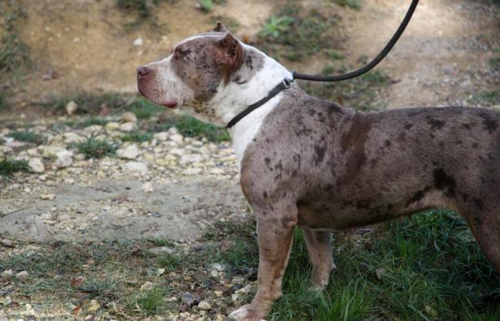 Was wir über den Jogger wissen, der in Bergeracois von Hunden angegriffen wurde