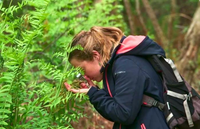 wie der Wald nach den Bränden im Jahr 2022 verbrannte Gebiete zurückerobert