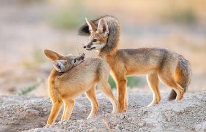 außergewöhnliche Fotos der wilden Natur enthüllt