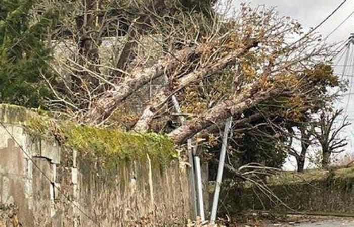 Sturm Caetano. Umgestürzter Baum, beschädigte Dächer … Fast 400 Einsätze der Feuerwehr in Anjou