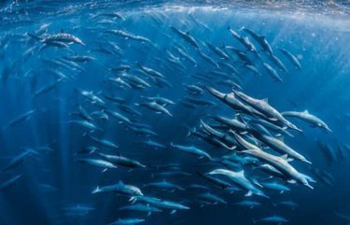 außergewöhnliche Fotos der wilden Natur enthüllt