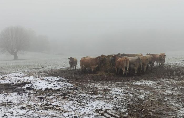 WETTERBERICHT. Die ersten Schneeflocken in der Lozère oberhalb von 500 Metern, Regen wird für das Wochenende erwartet