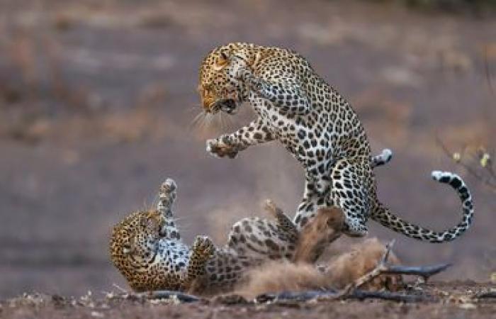 außergewöhnliche Fotos der wilden Natur enthüllt