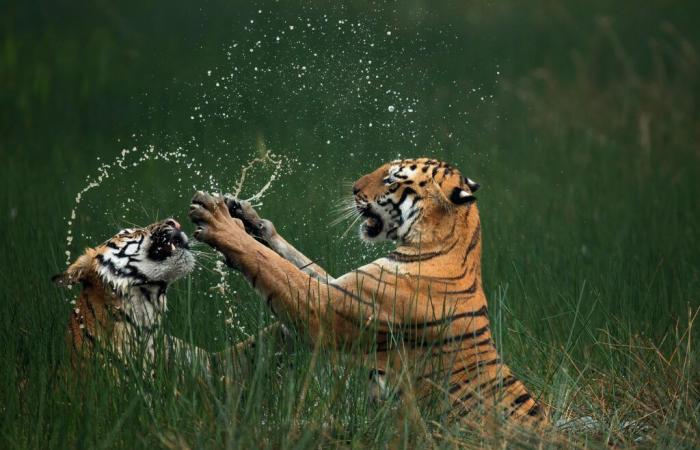 außergewöhnliche Fotos der wilden Natur enthüllt