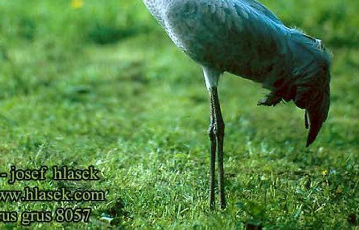 Vogelgrippe: Ein mit dem Virus infizierter Kranich ist tot in den Pyrenäen aufgefunden worden