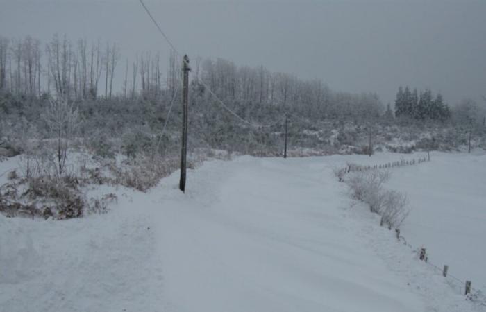 Hecken gegen die Auswirkungen von Schnee