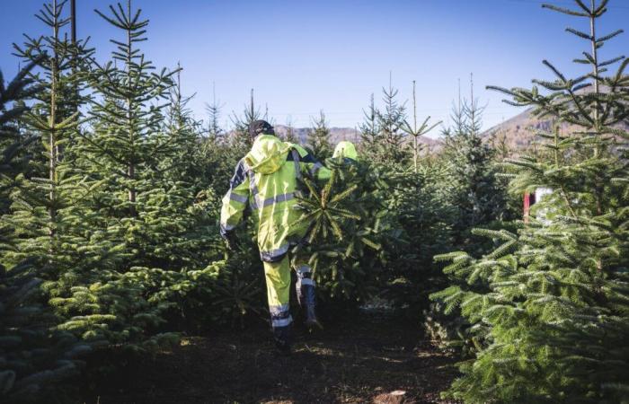 Der Bürgermeister dieses Dorfes schenkt allen Einwohnern einen Weihnachtsbaum