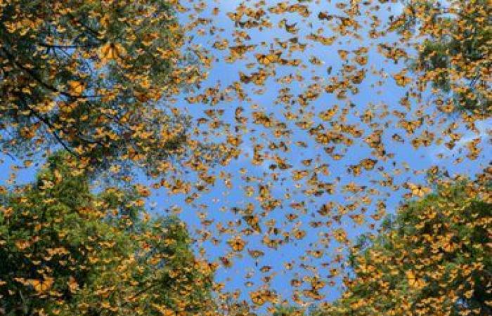 außergewöhnliche Fotos der wilden Natur enthüllt