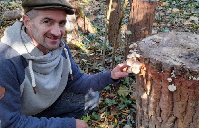 Haute-Marne. Er erweckt eine Mühle wieder zum Leben, indem er Pilze züchtet