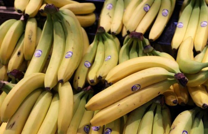 Die Banane, die Königin der Früchte, könnte in den kommenden Wochen einen Preisanstieg verzeichnen