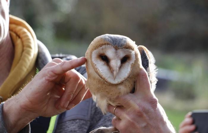 In Haute-Loire die schöne Geschichte dieser Geschwister von Schleiereulen, die aus dem Nest gefallen sind