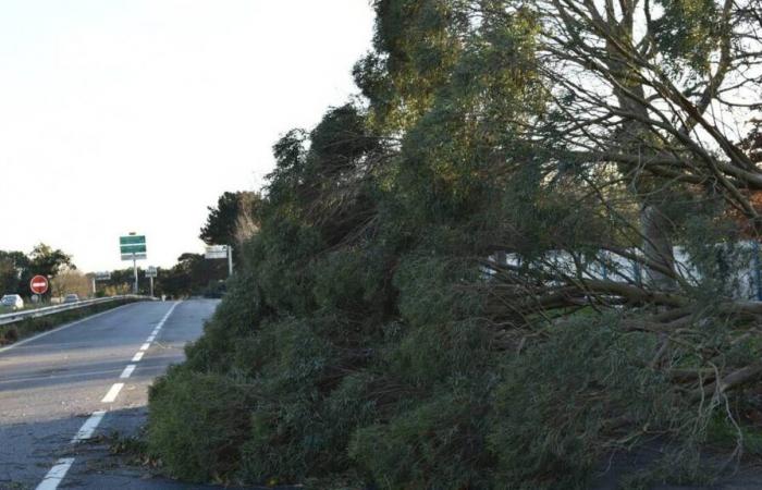 Sturm Caetano. Rund um Saint-Nazaire sind Straßen gesperrt und Interventionen im Gange