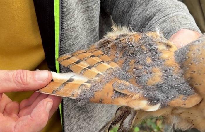 In Haute-Loire die schöne Geschichte dieser Geschwister von Schleiereulen, die aus dem Nest gefallen sind