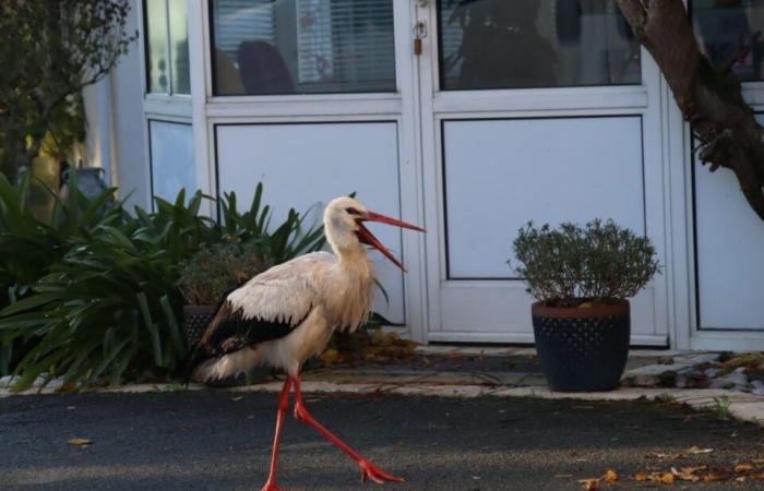 Ein seltsamer Hausbesetzer hat sich in diesem Viertel der Gironde niedergelassen