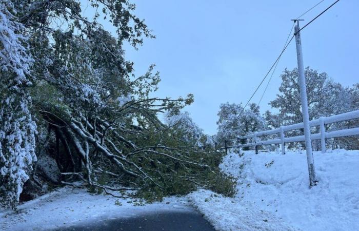 Eine Eiche stürzt unter der Schneelast auf einer Kanalstraße um: Der Verkehr ist völlig blockiert