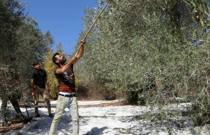 Im Südlibanon hält die Olivenernte den israelischen Bombenangriffen stand