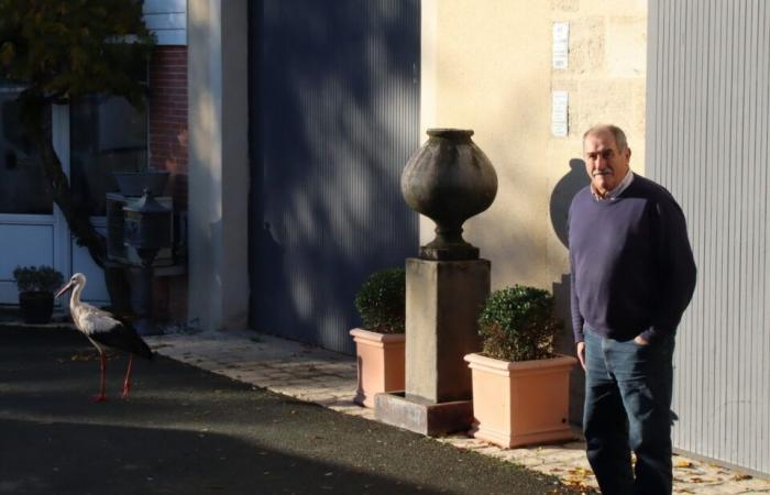 Ein seltsamer Hausbesetzer hat sich in diesem Viertel der Gironde niedergelassen