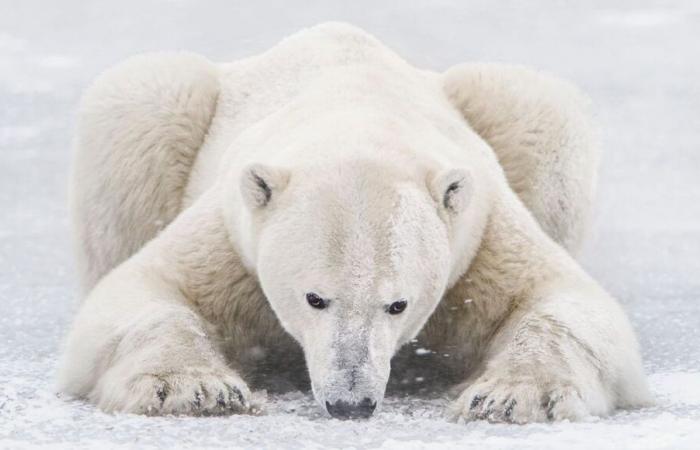 Vincent Munier: „Ich kann immer noch Angst haben, selbst in einem Wald ohne Bären, und dieses Gefühl ist kostbar“