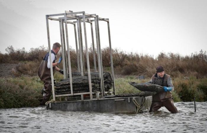 Trotz der Krise werden die Charente-Maritime-Austern über die Feiertage dort sein