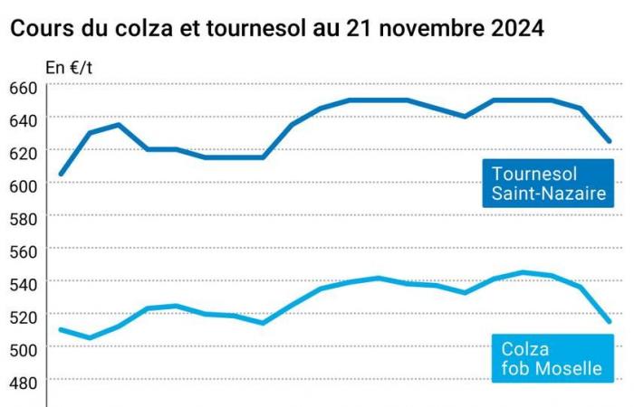 COTidienne | Ölsaaten – Die Preise für Ölsaaten brechen zusammen, und es besteht Angst vor den Folgen der Rückkehr von Donald Trump an die Macht