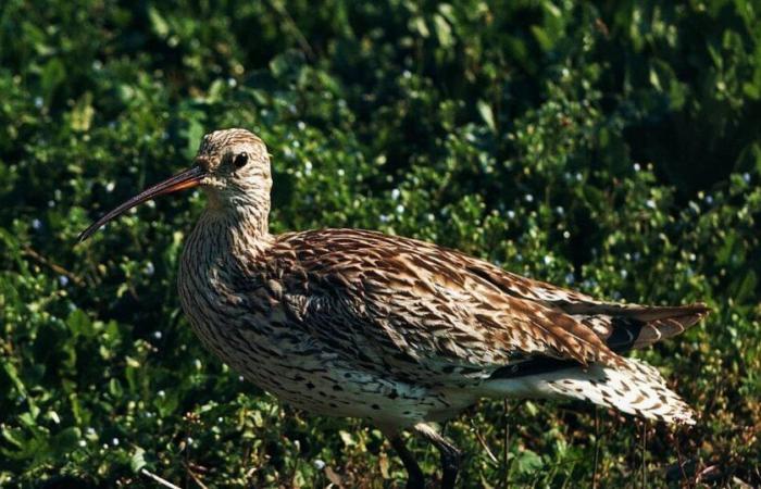 erstes Verschwinden einer kontinentalen Vogelart in Europa – Libération