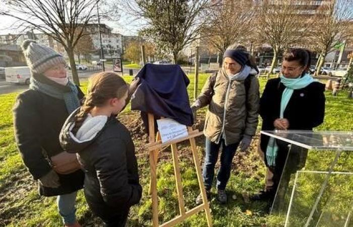 Was Sie am 23. November beim Arbor Festival erwartet